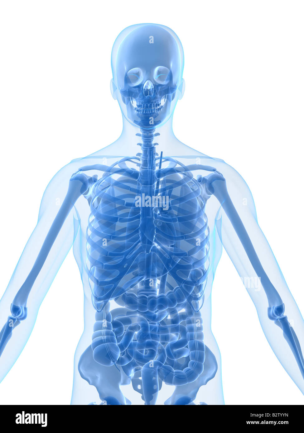 anatomia umana Foto Stock