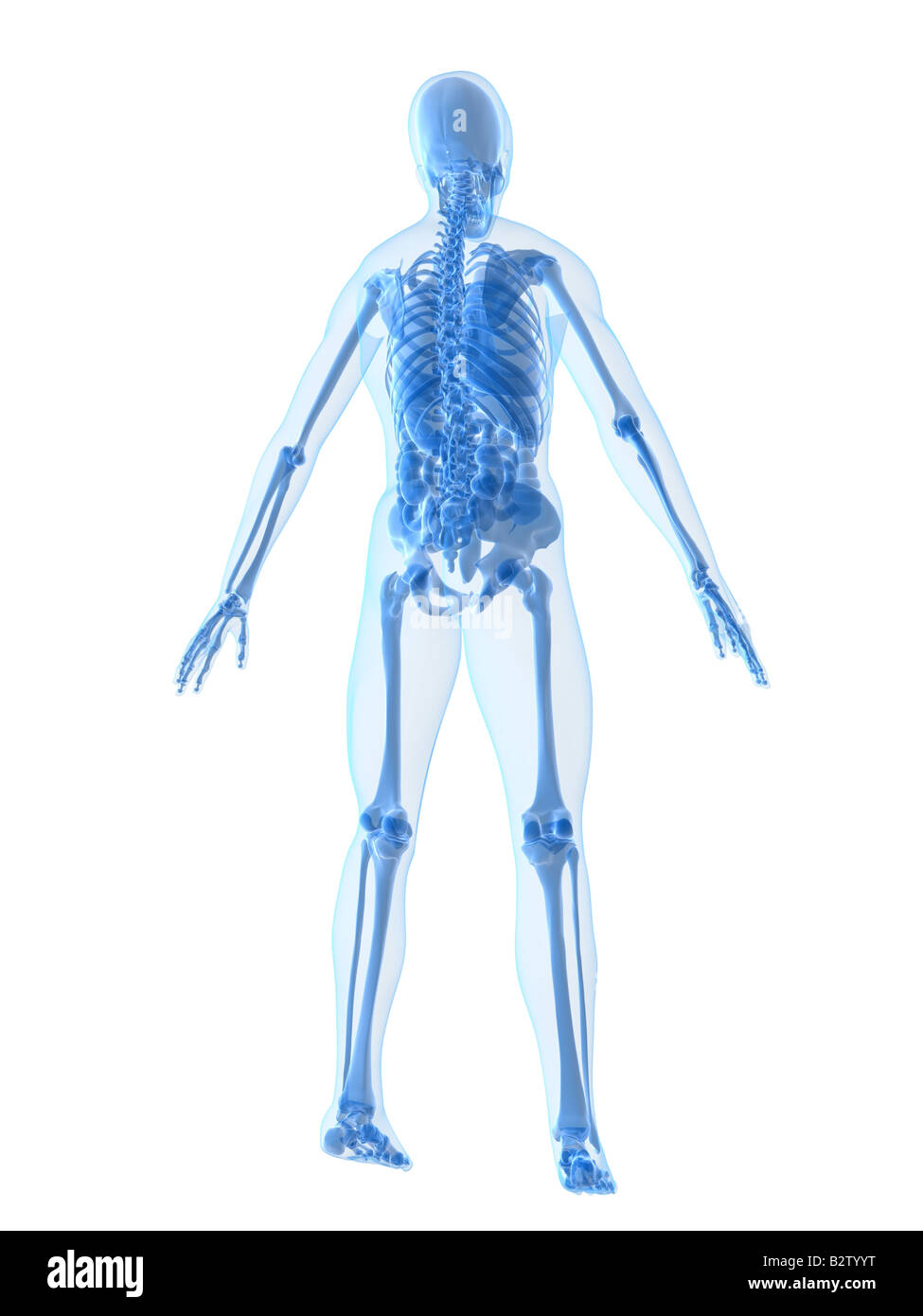 anatomia umana Foto Stock