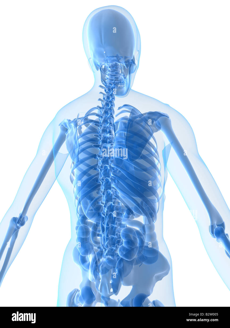 anatomia umana Foto Stock