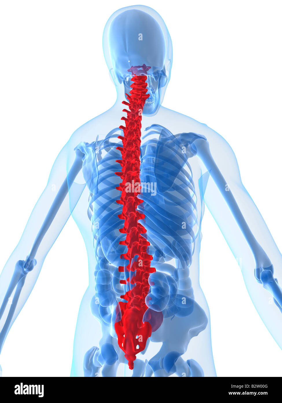 Anatomia Della Colonna Vertebrale Umana Colonna Vertebrale Umana Scheletrica E Colonna Vertebrale Umana Colonna Vertebrale Umana Scheletrica E Gm1194852848 340384182
