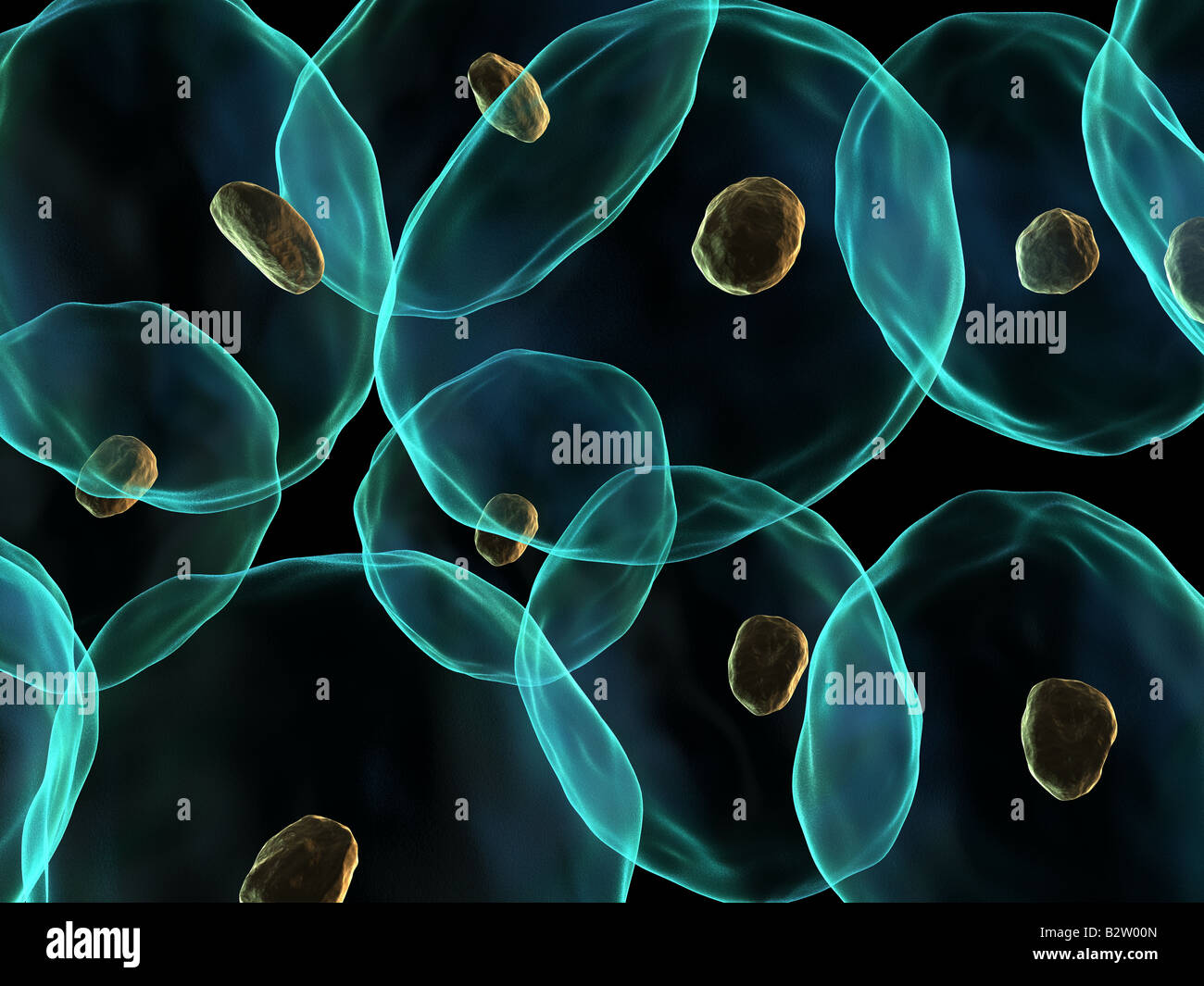 cellule umane Foto Stock