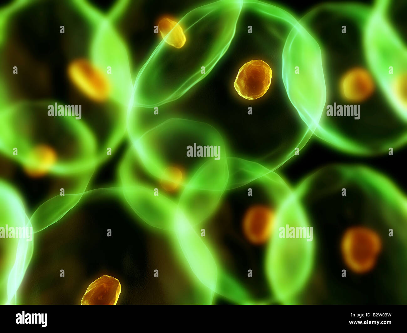 cellule umane Foto Stock