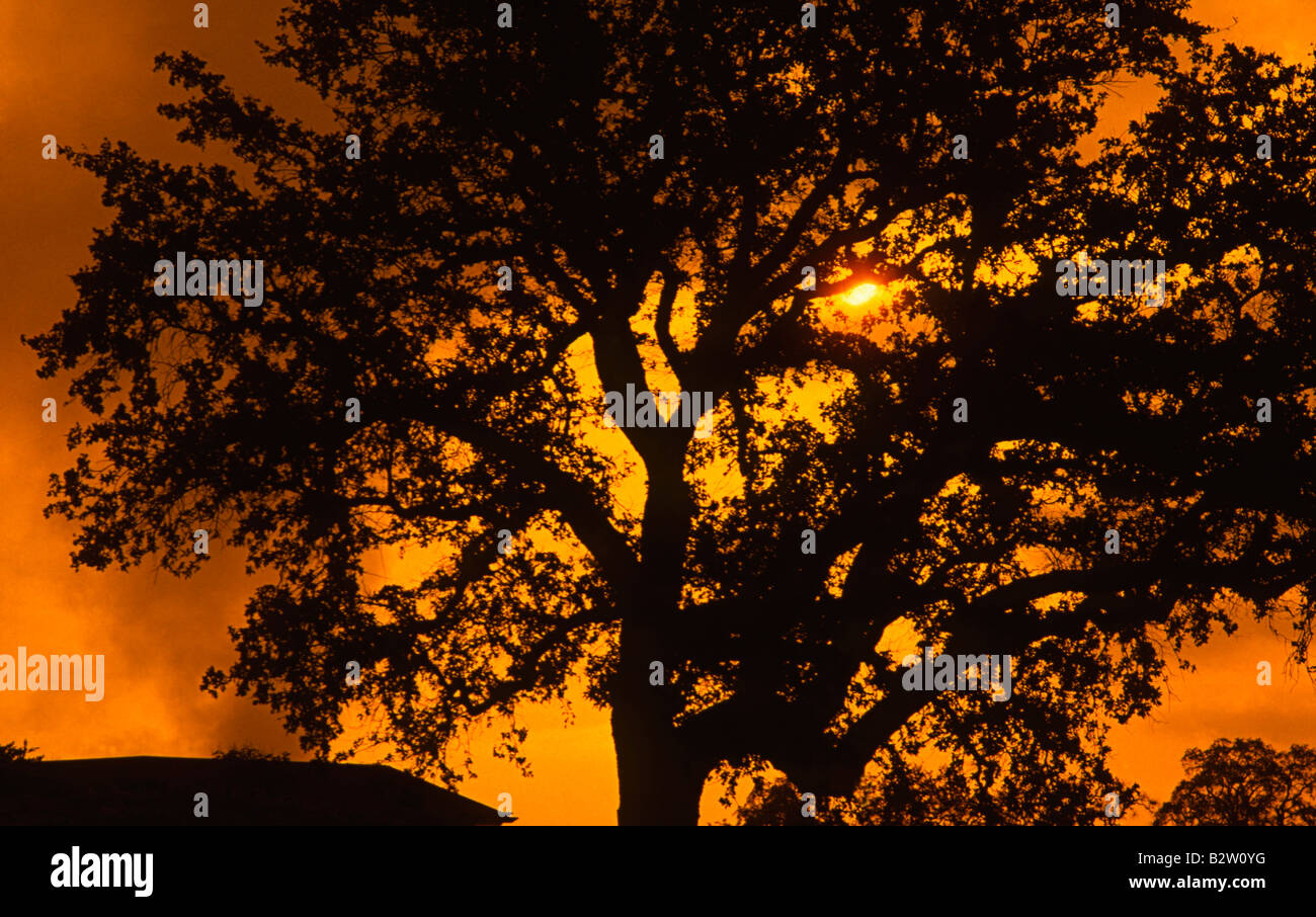 Tramonto attraverso lone tree California Sierra Mountains Foto Stock