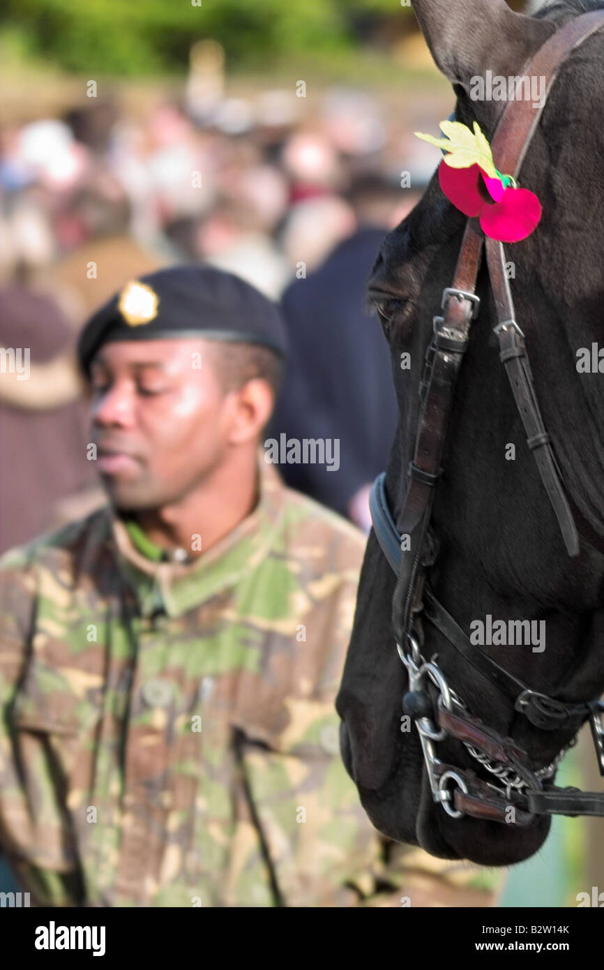Cavallo che indossa il papavero sul giorno del ricordo Foto Stock