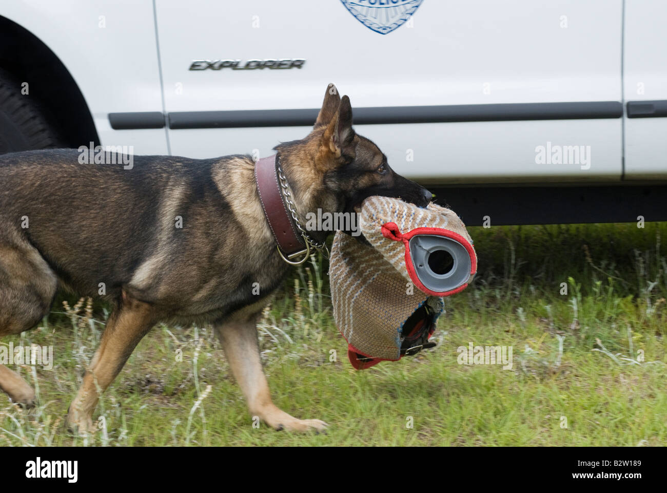 La polizia K9 cane con il manicotto di protezione in bocca Foto Stock