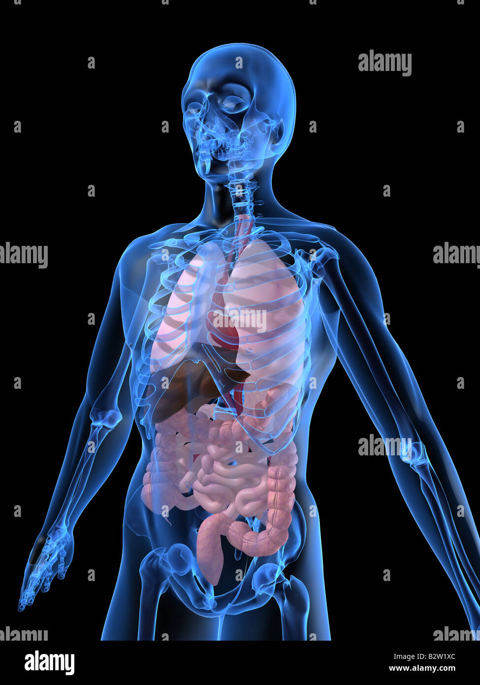 anatomia umana Foto Stock