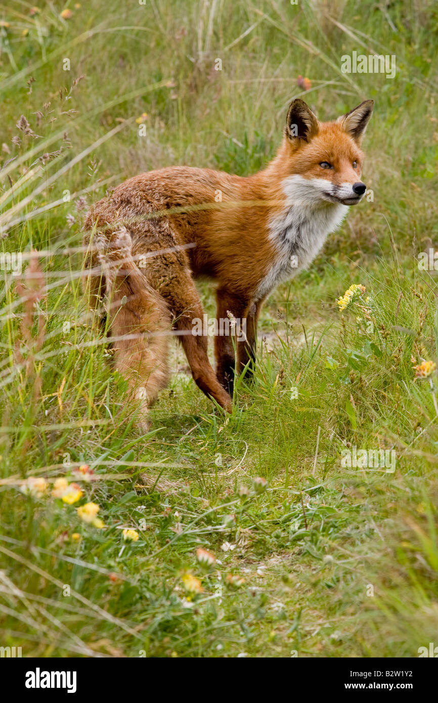 Red Fox in erba, Gwithian, Cornwall, Regno Unito Foto Stock