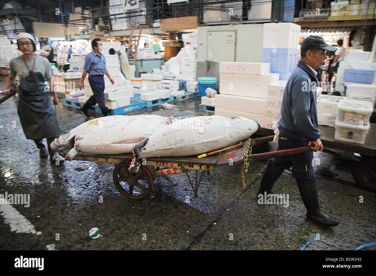 Giapponese di lavoratori che si spostano il tonno congelato presso la mattina presto il mercato del pesce di Tsukiji a Tokyo. Foto Stock