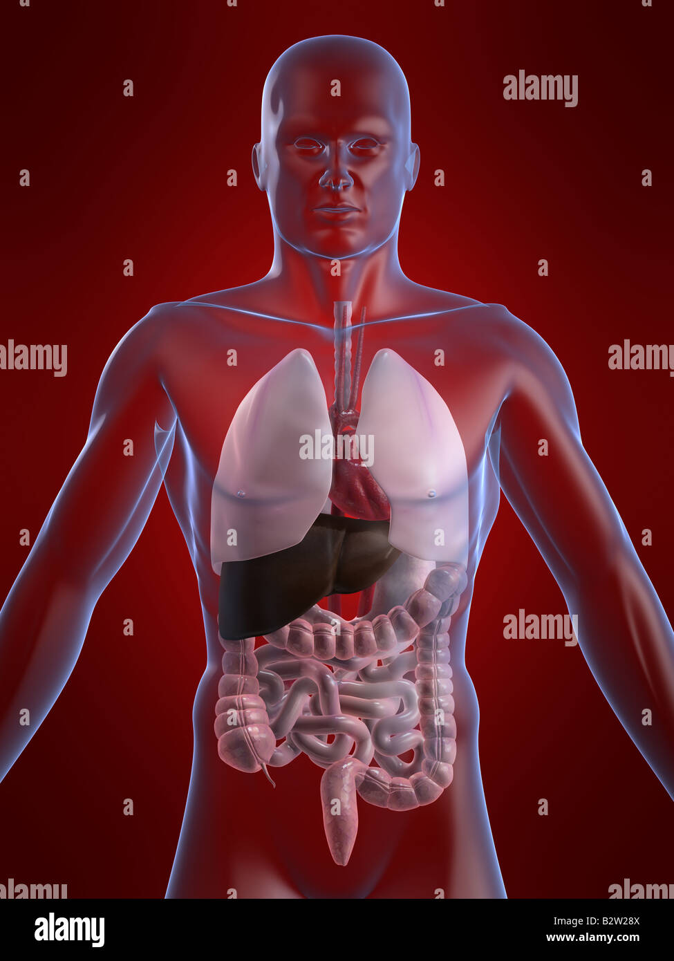 anatomia umana Foto Stock