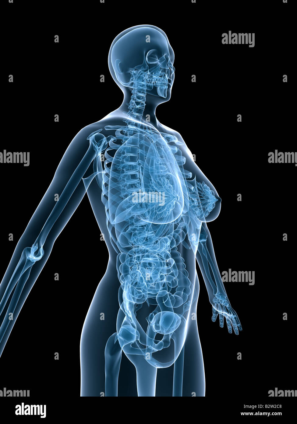 anatomia femminile Foto Stock