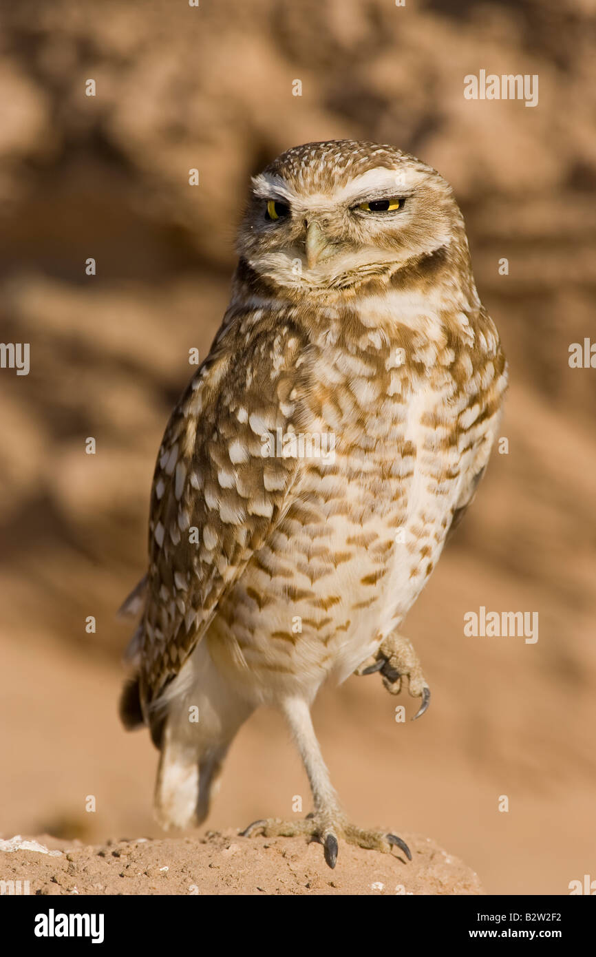 Scavando il gufo in Arizona Foto Stock