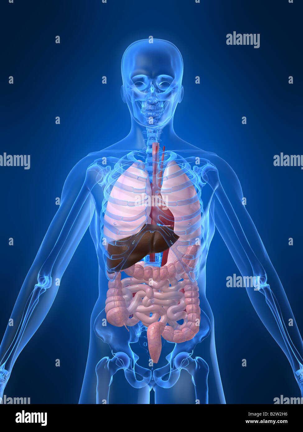 anatomia umana Foto Stock