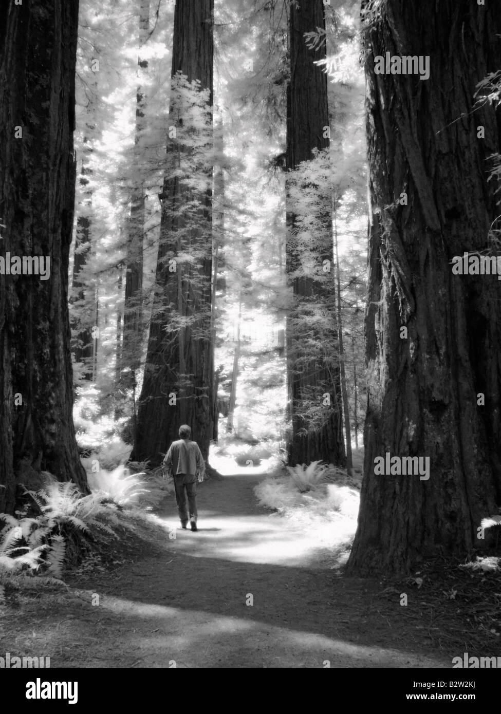 B&W foto a infrarossi di un uomo a piedi giù per un sentiero nella foresta di Redwood Foto Stock