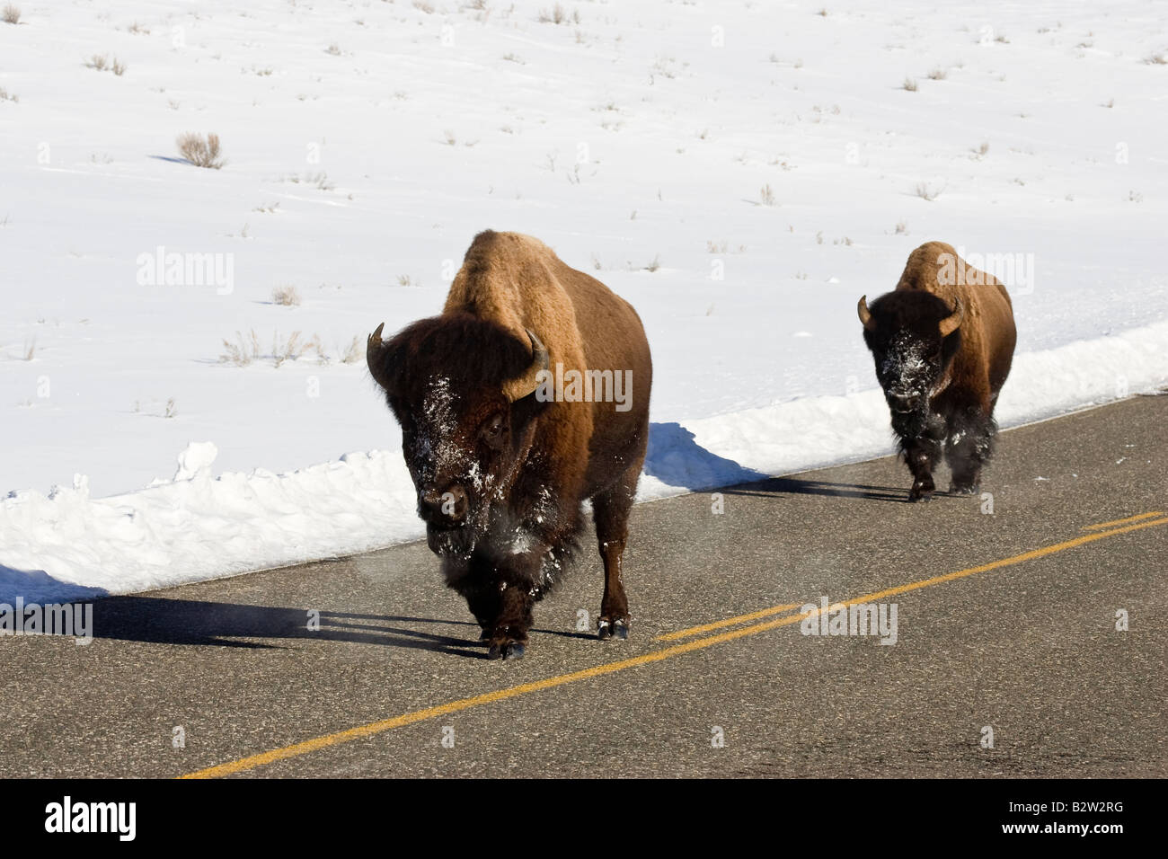 Bison camminando per strada nel Parco Nazionale di Yellowstone in inverno Foto Stock