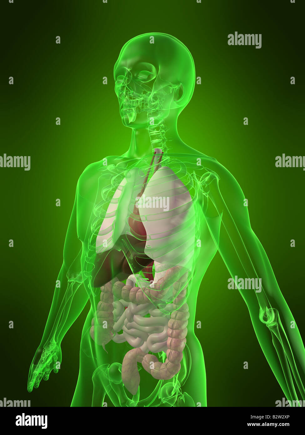 anatomia umana Foto Stock