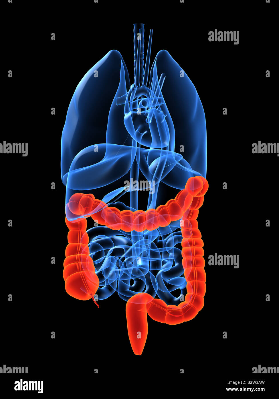 due punti umani Foto Stock