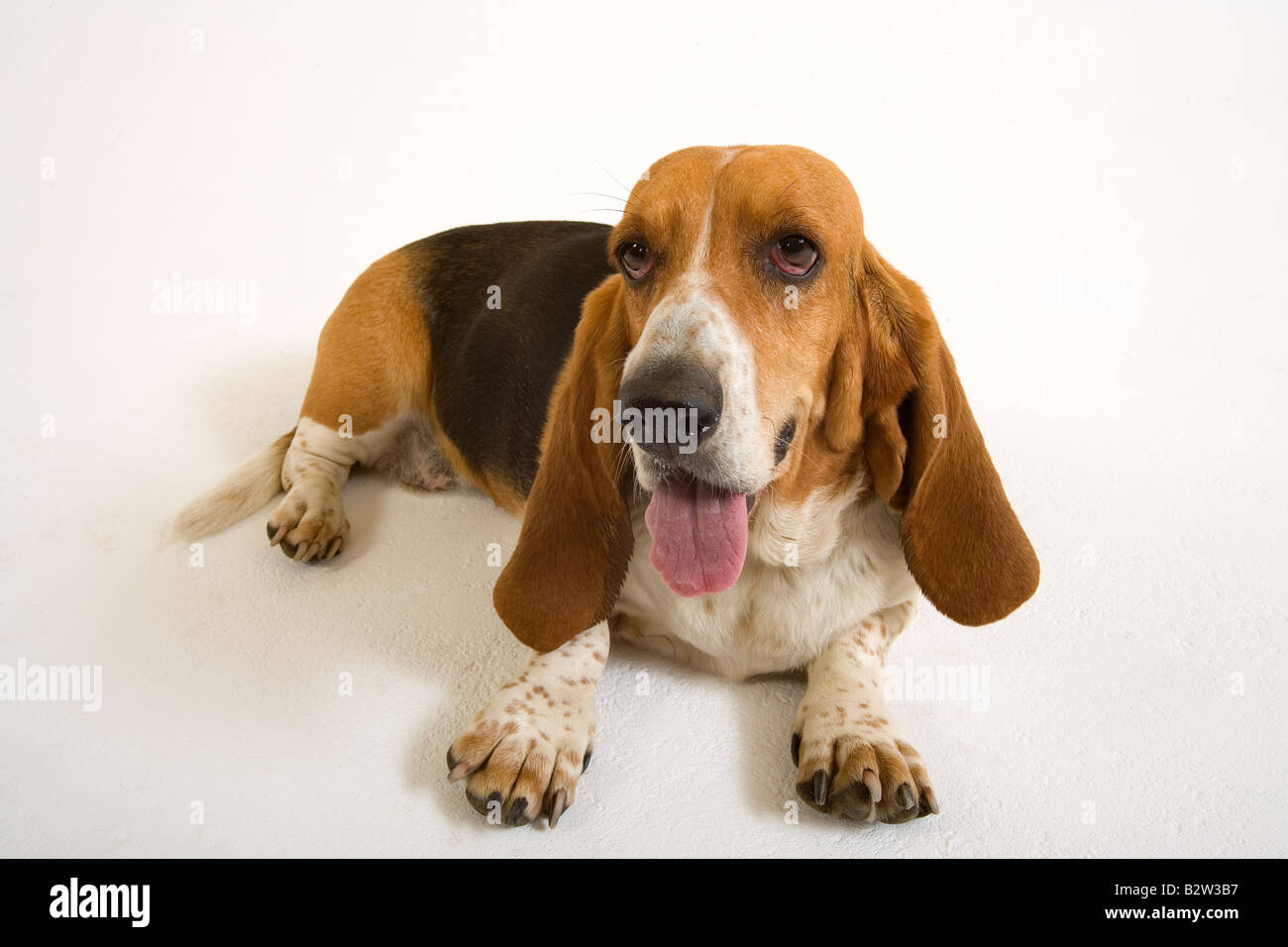 Ritratto di Basset Hound in ambiente domestico Foto Stock