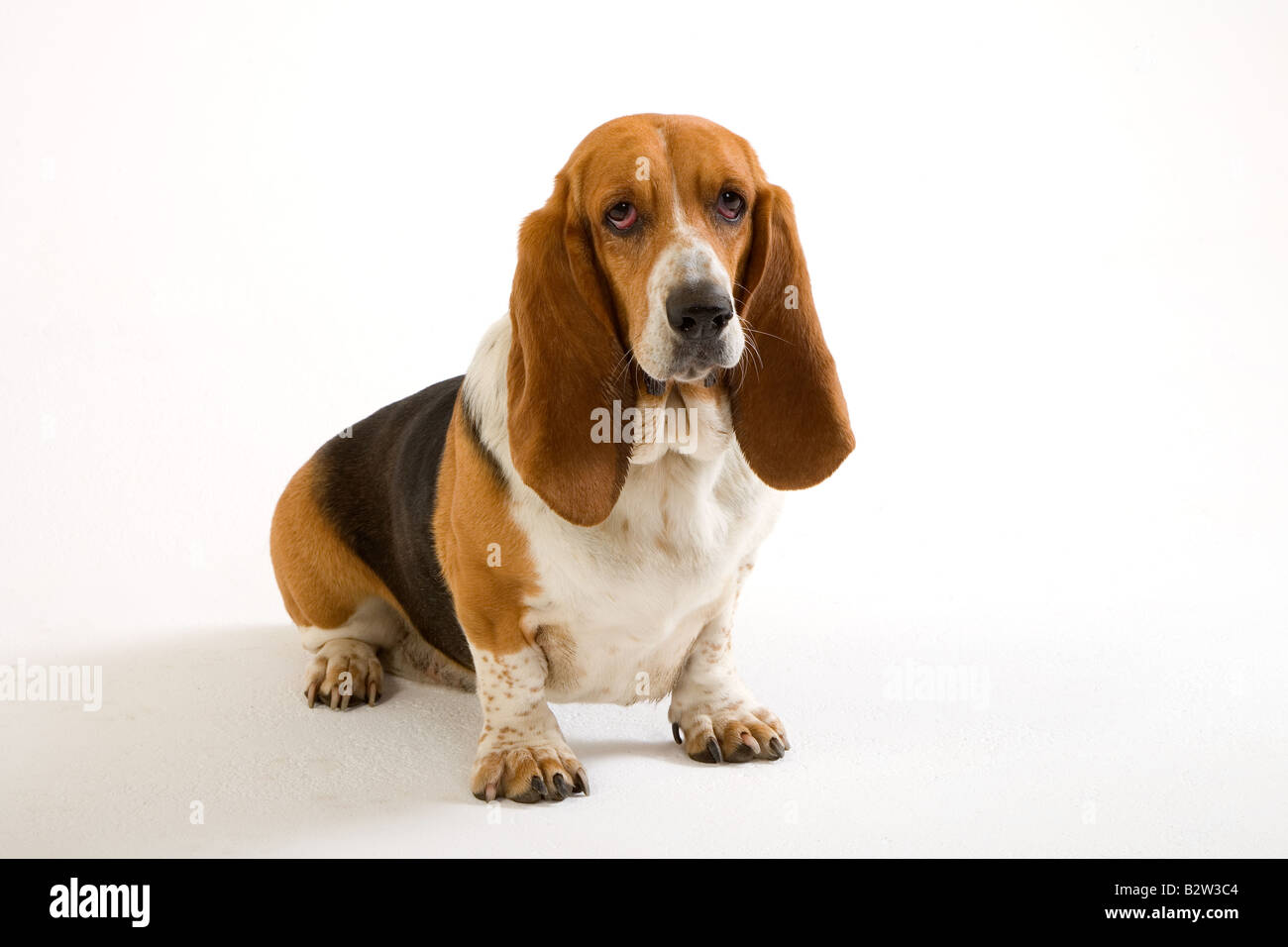 Ritratto di Basset Hound in ambiente domestico Foto Stock