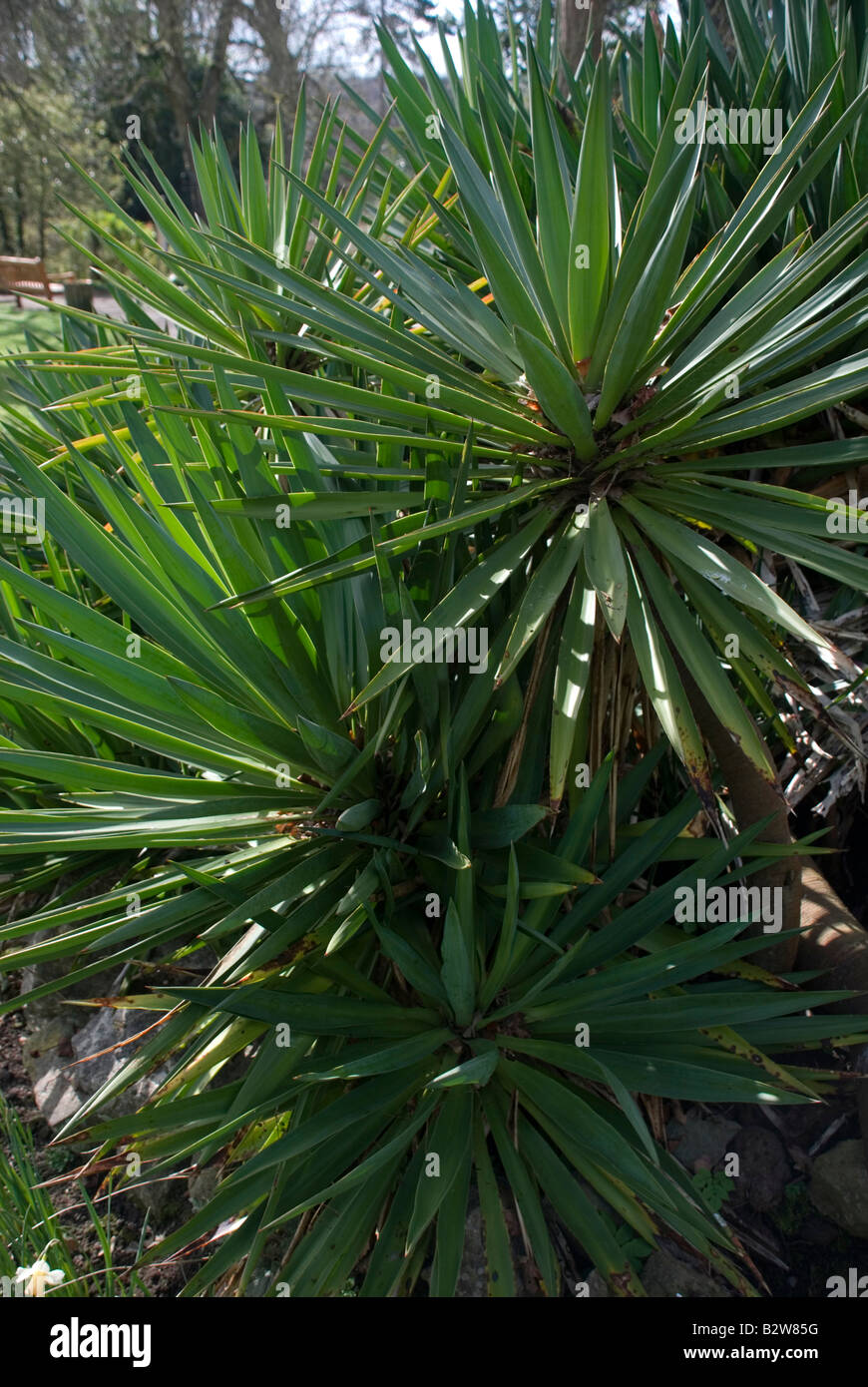 YUCCA GLORIOSA Foto Stock