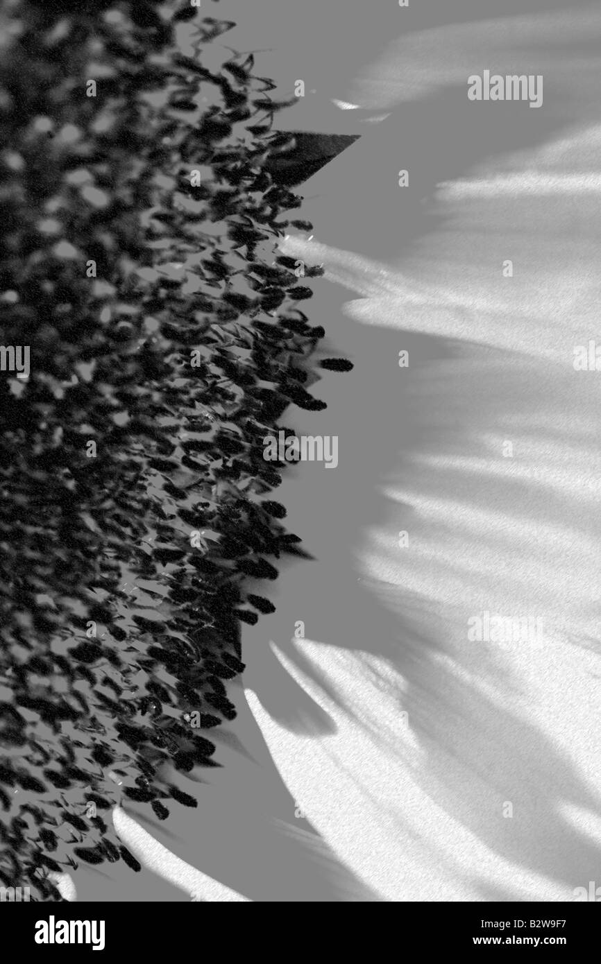In bianco e nero in prossimità di un girasole Foto Stock
