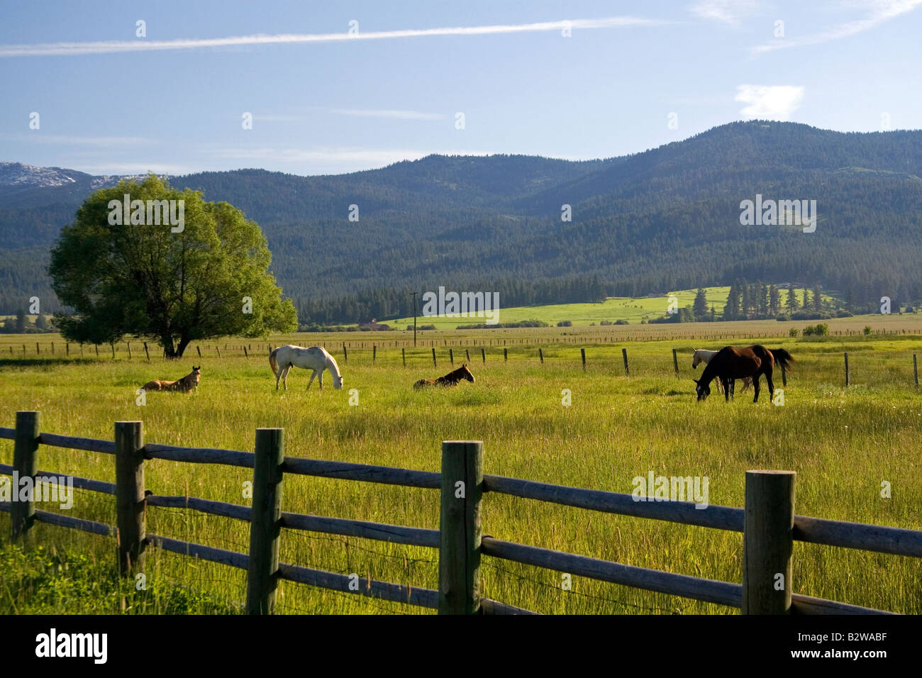 Pascolano cavalli in un pascolo vicino Nuovo Prati Idaho Foto Stock