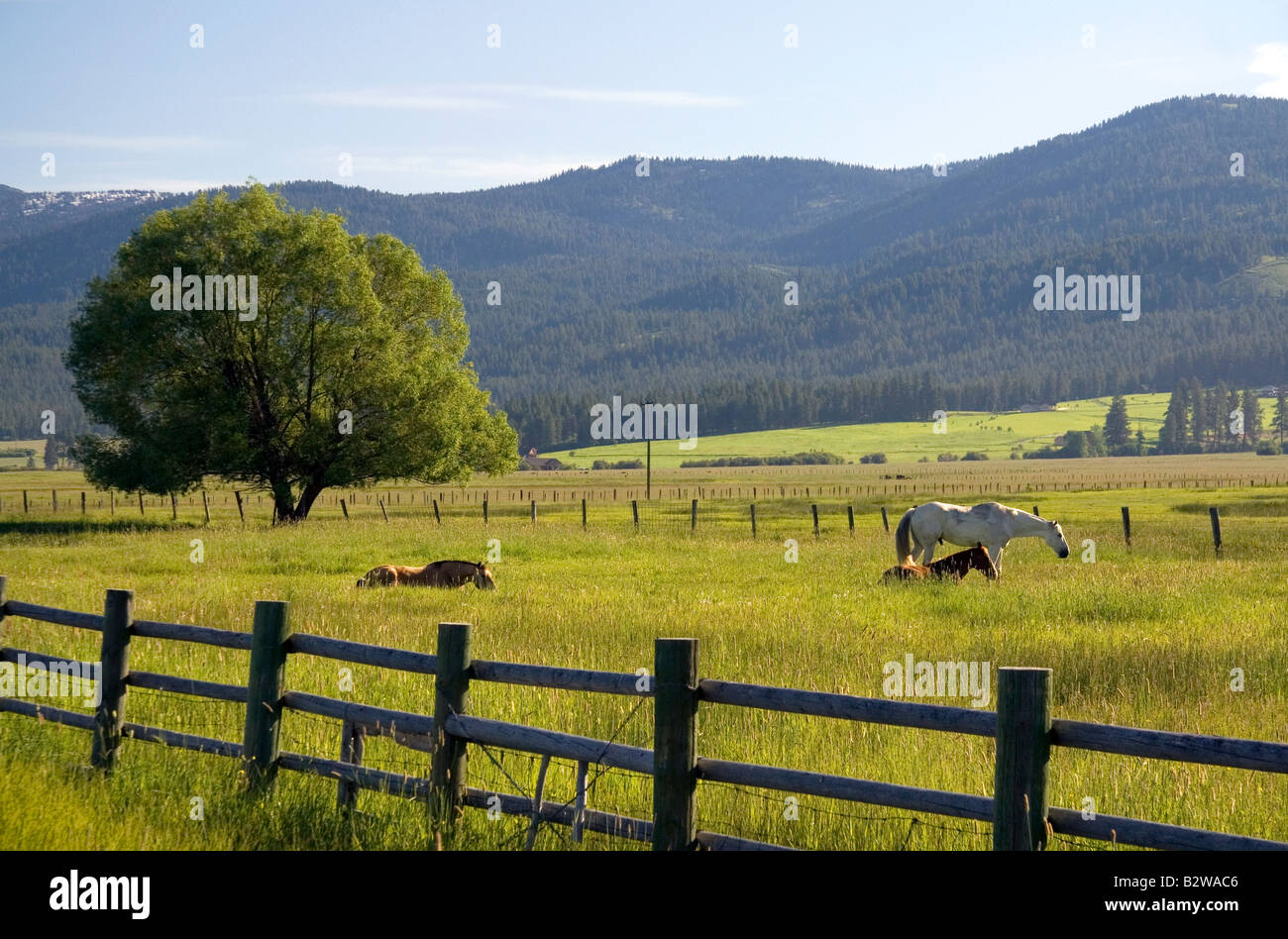 Pascolano cavalli in un pascolo vicino Nuovo Prati Idaho Foto Stock