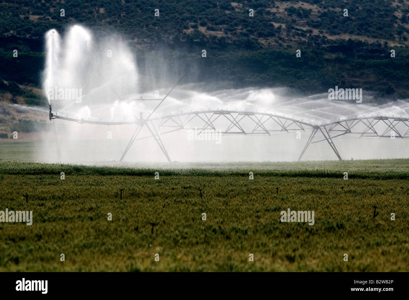 Irrigazione di spruzzatore di un campo di grano in Elmore County Idaho Foto Stock