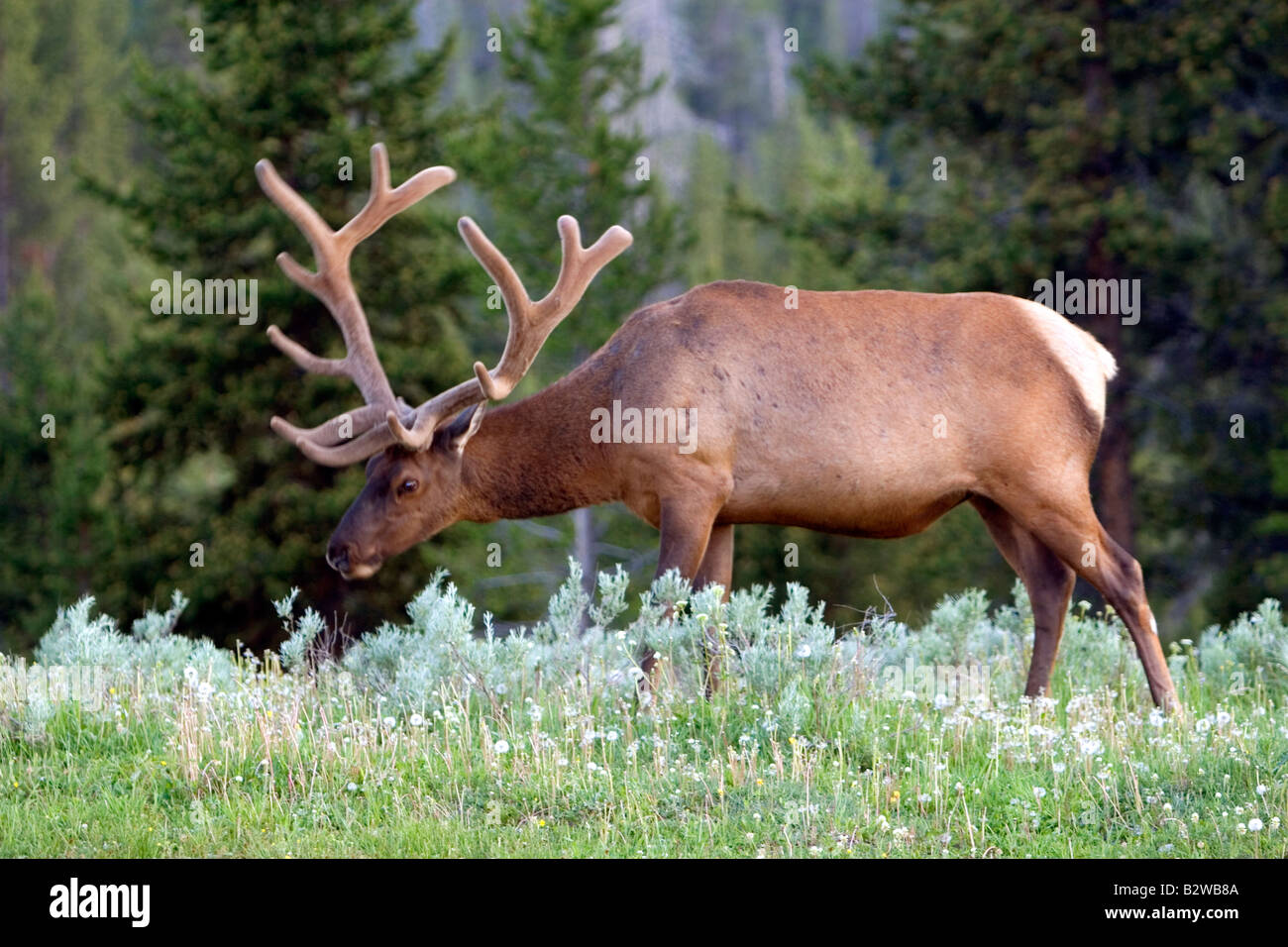 Bull Elk con corna di cervo in velluto pascolare nel Parco Nazionale di Yellowstone Wyoming Foto Stock