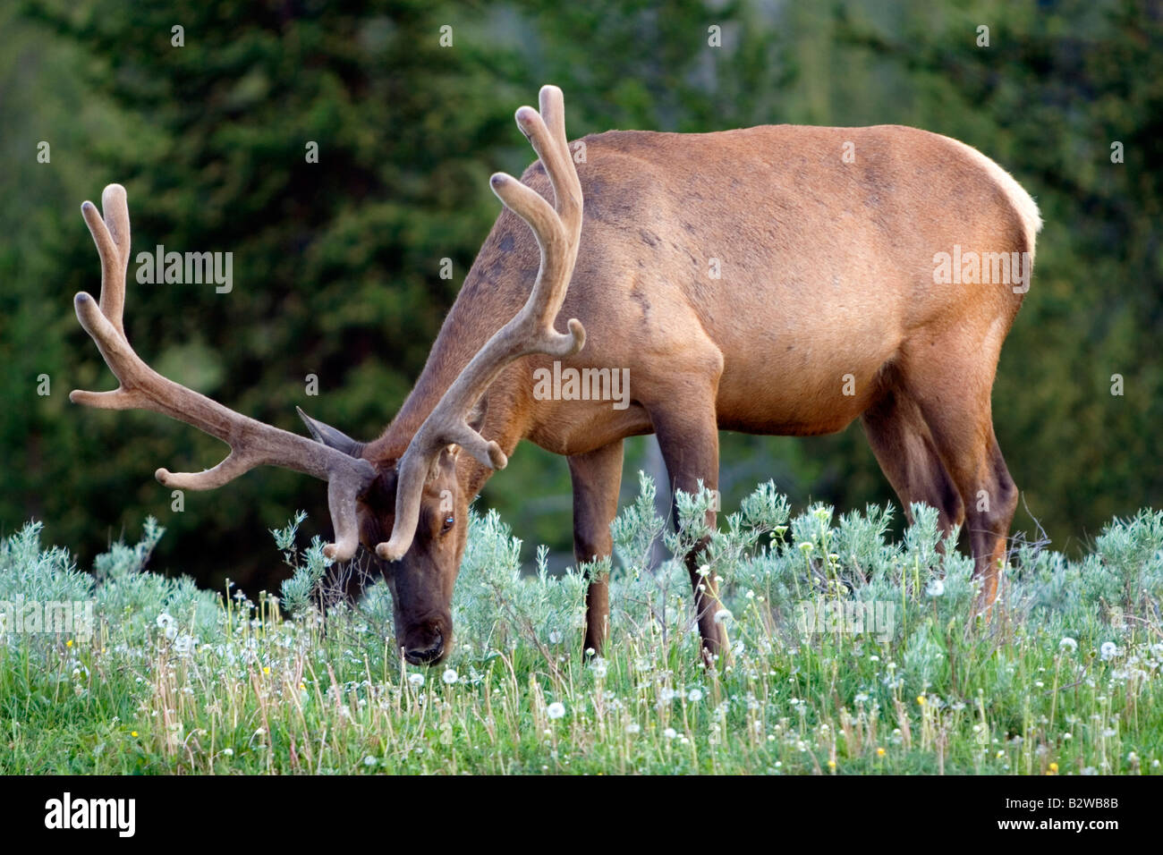 Bull Elk con corna di cervo in velluto pascolare nel Parco Nazionale di Yellowstone Wyoming Foto Stock