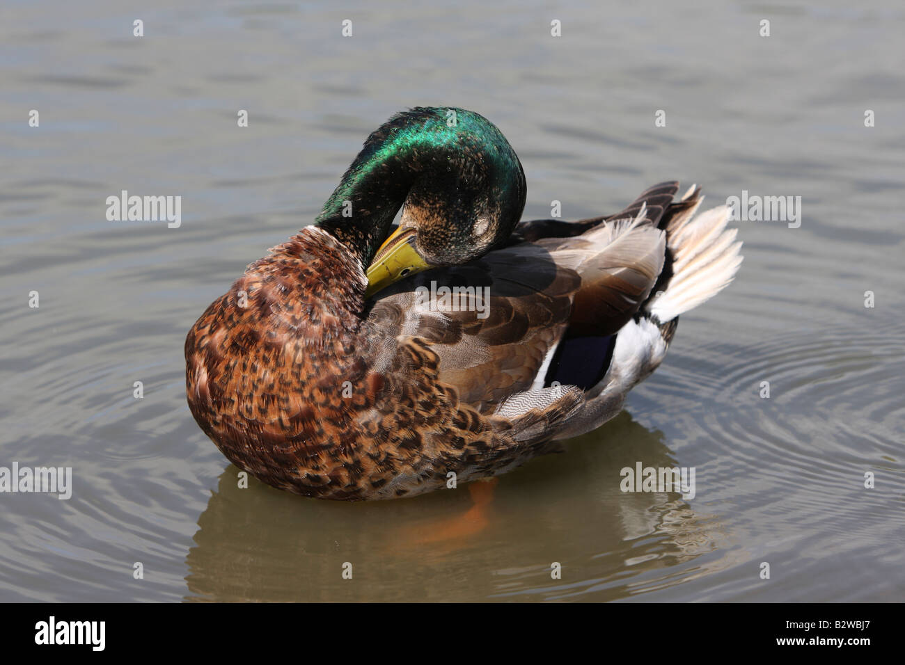Il Germano Reale maschio, Anas platyrhynchos platyrhynchos, preening Foto Stock