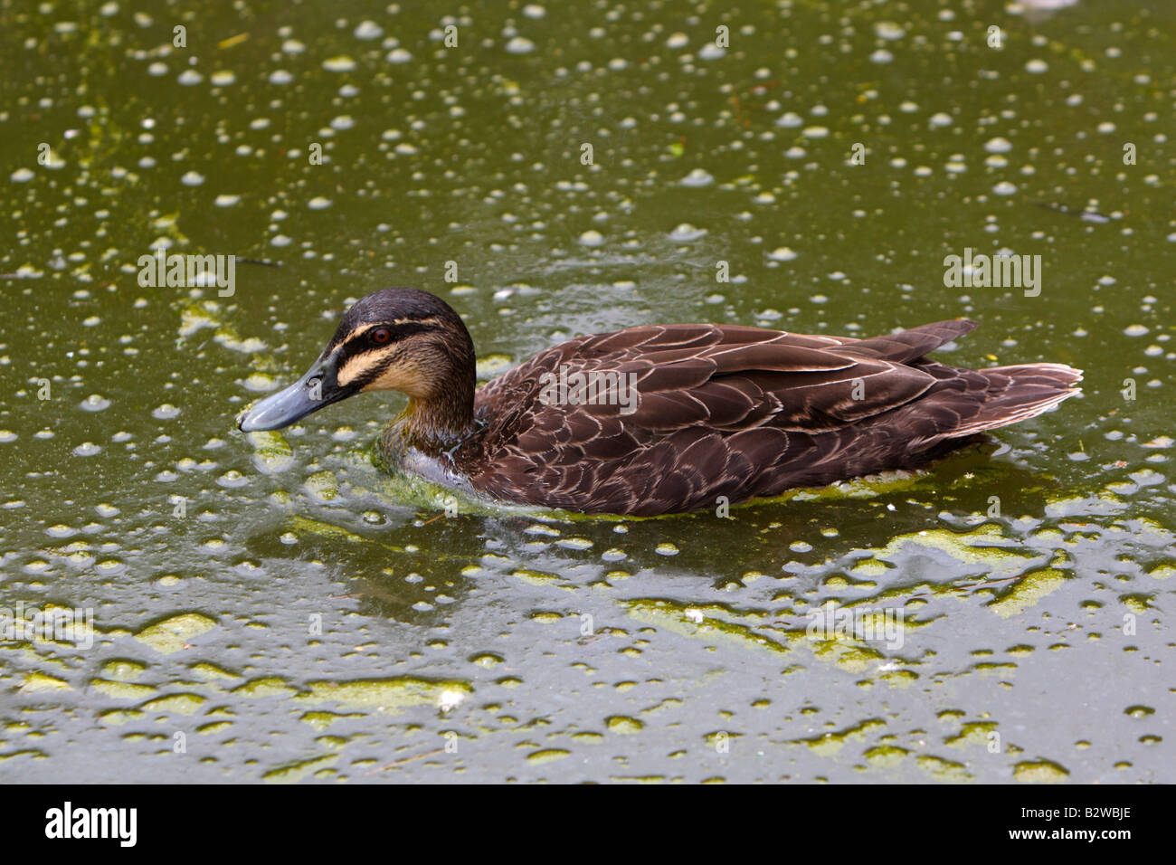 Piscina d'anatra in stagno coperto di alghe blu-verdi Foto Stock
