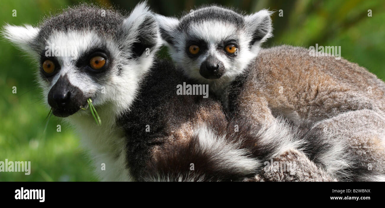 Anello Baby tailed lemur, lemuri catta, equitazione sulla sua madre indietro Foto Stock