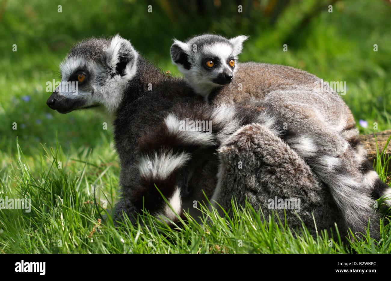 Anello Baby tailed lemur, lemuri catta, equitazione sulla sua madre indietro Foto Stock