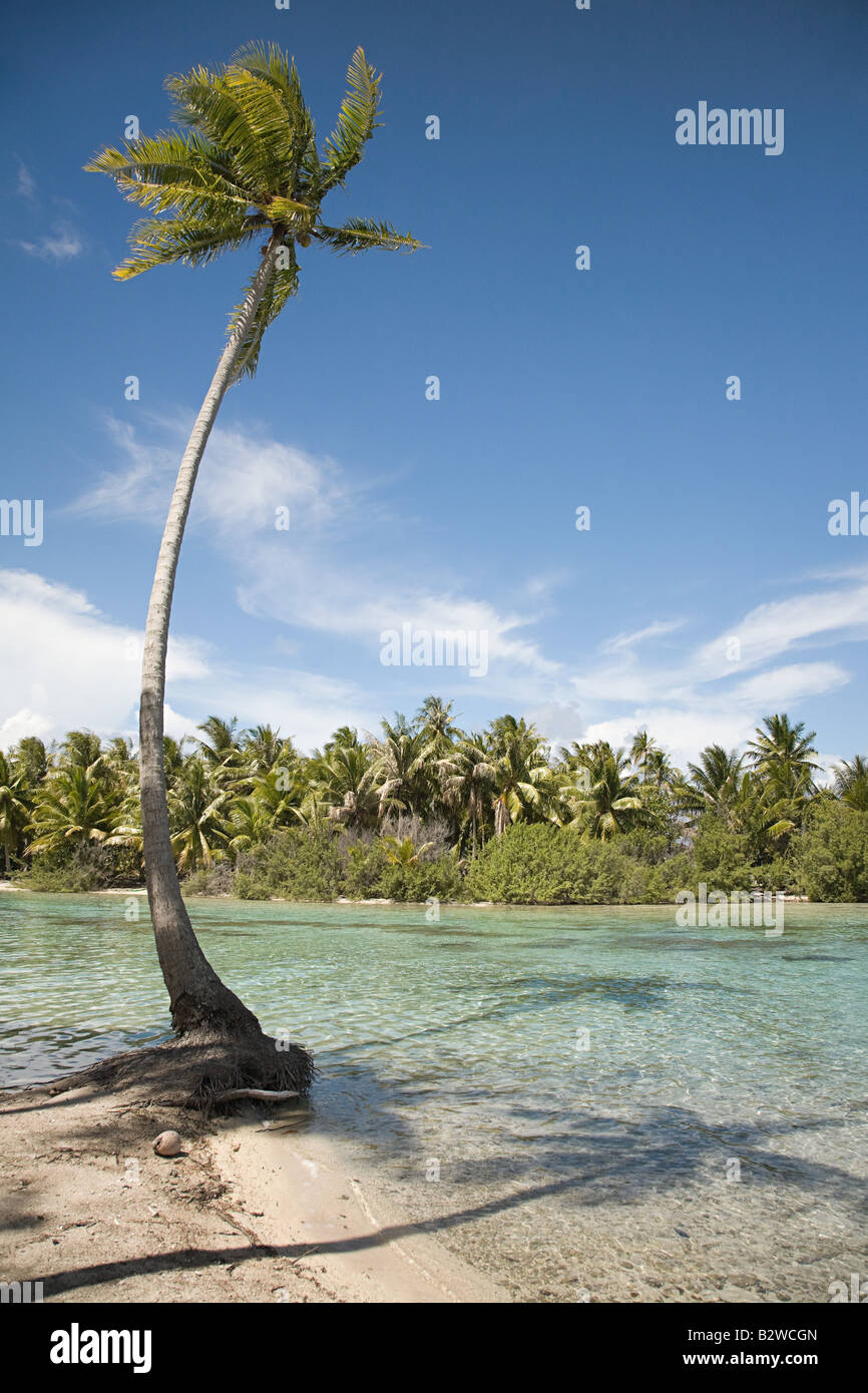 Un albero di palma e dell'oceano nella Polinesia francese Foto Stock