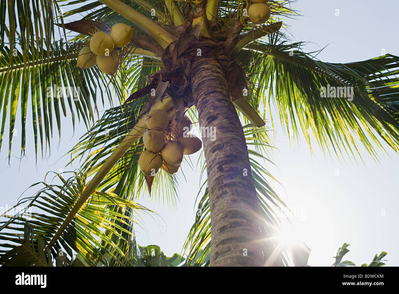 Coconut Palm tree Foto Stock