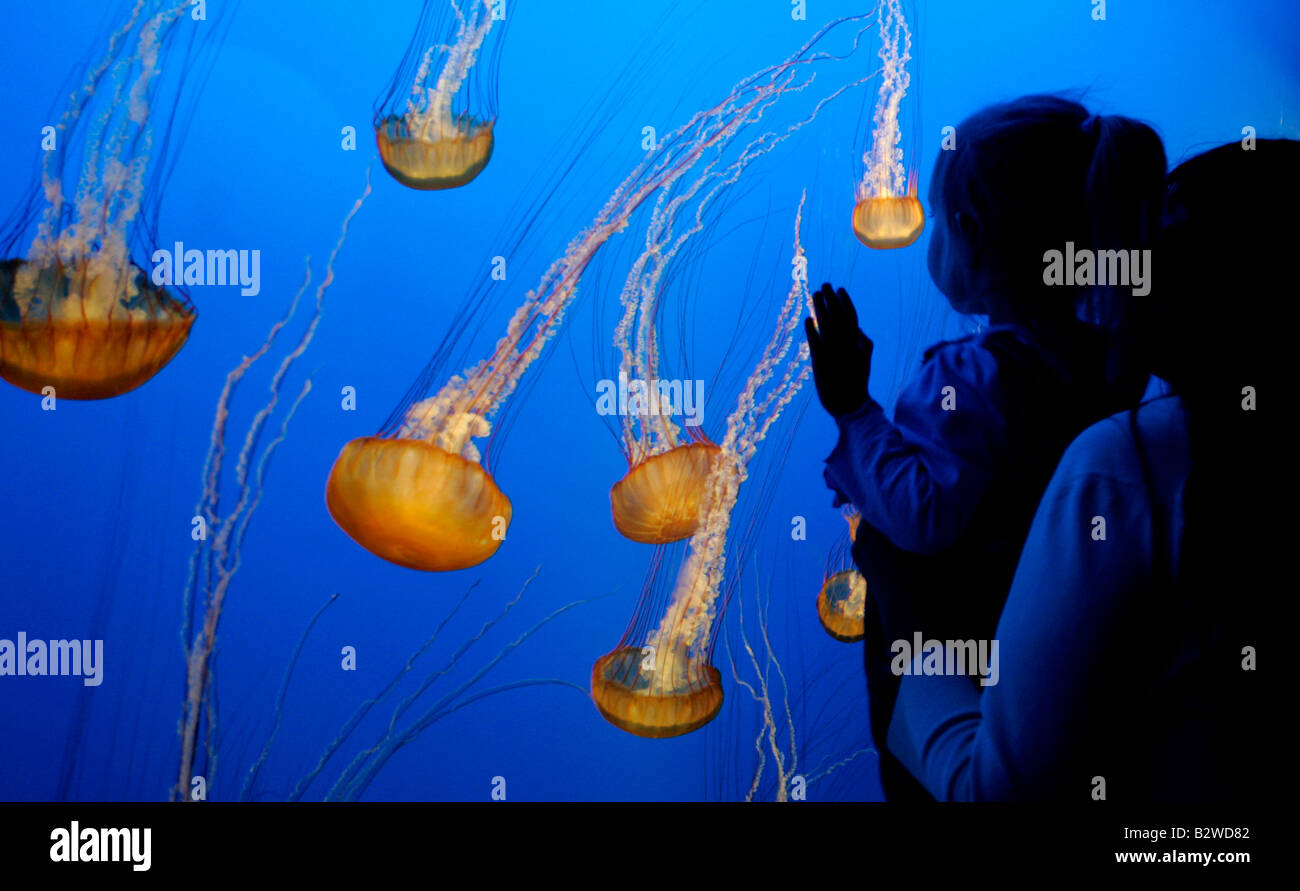 Noi MONTEREY jelly fish al Monterey Aquarium PHOTO GERRIT DE HEUS Foto Stock