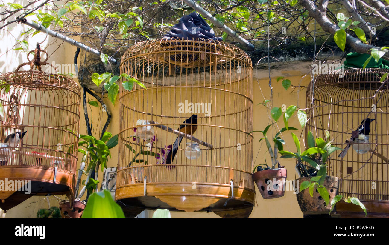 Pet in gabbia uccelli canori storica Hoi An Vietnam Foto Stock