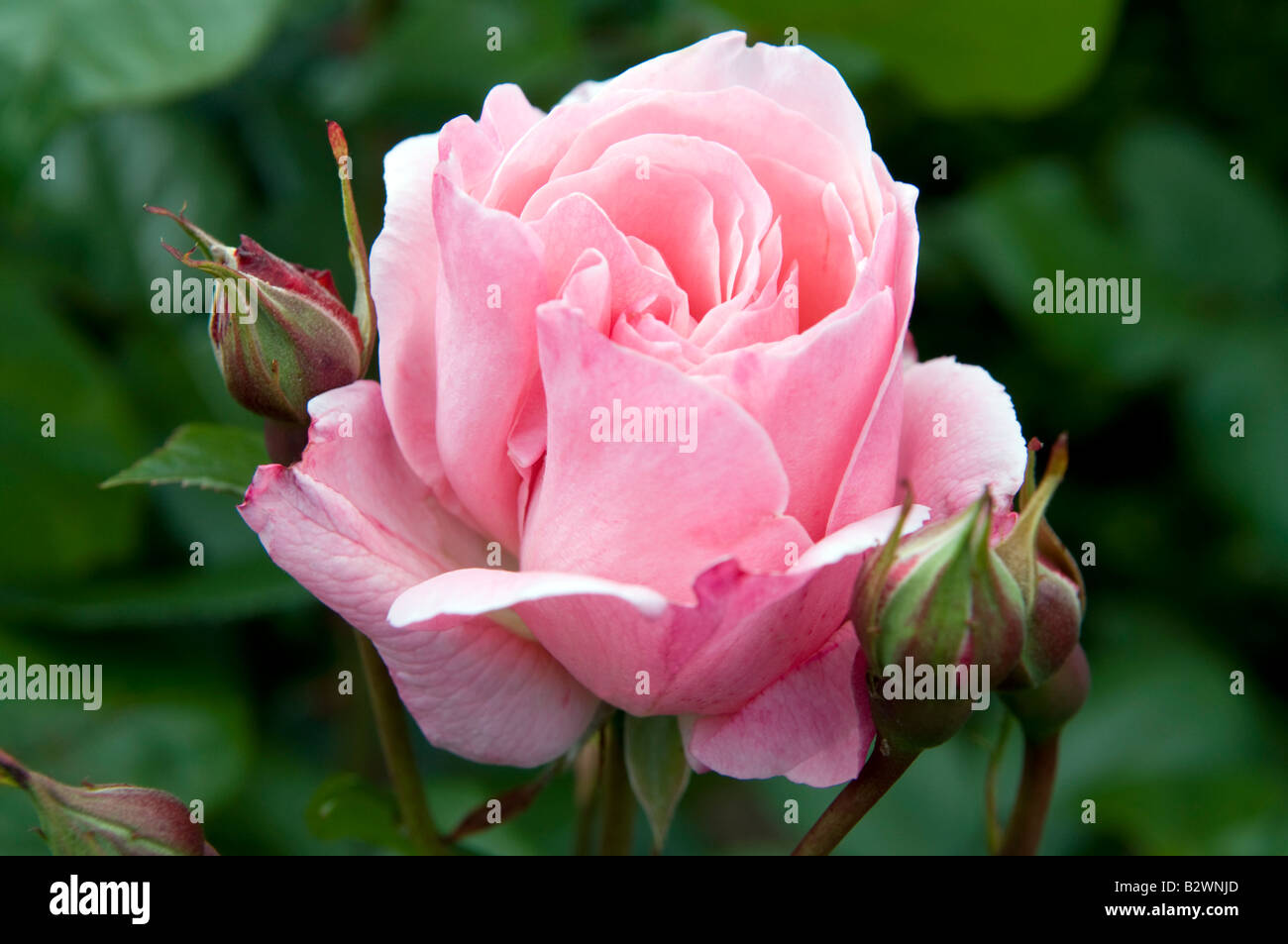 Rosa "Queen Elizabeth" Foto Stock