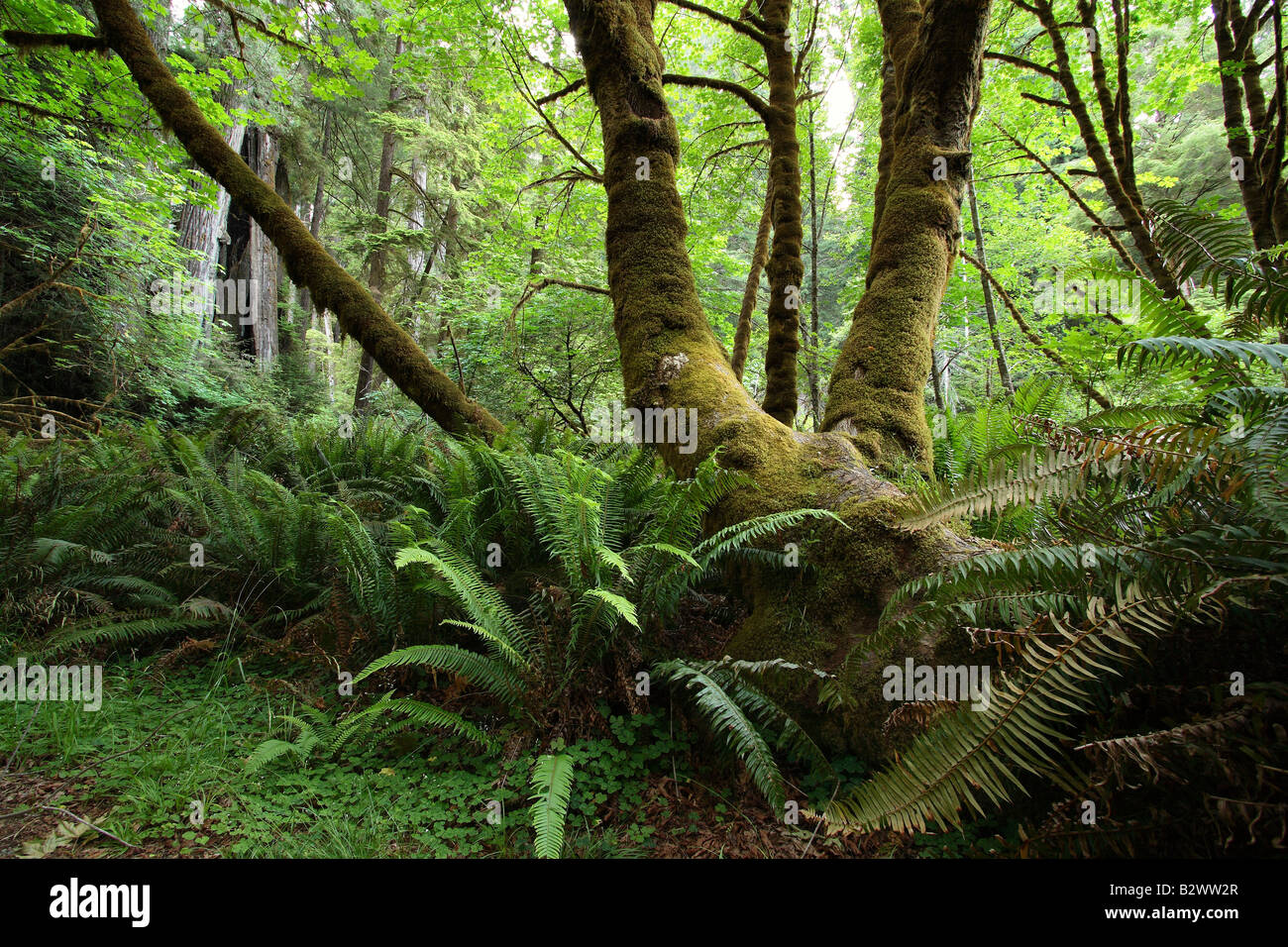 La foresta pluviale Moss alberi coperti Foto Stock