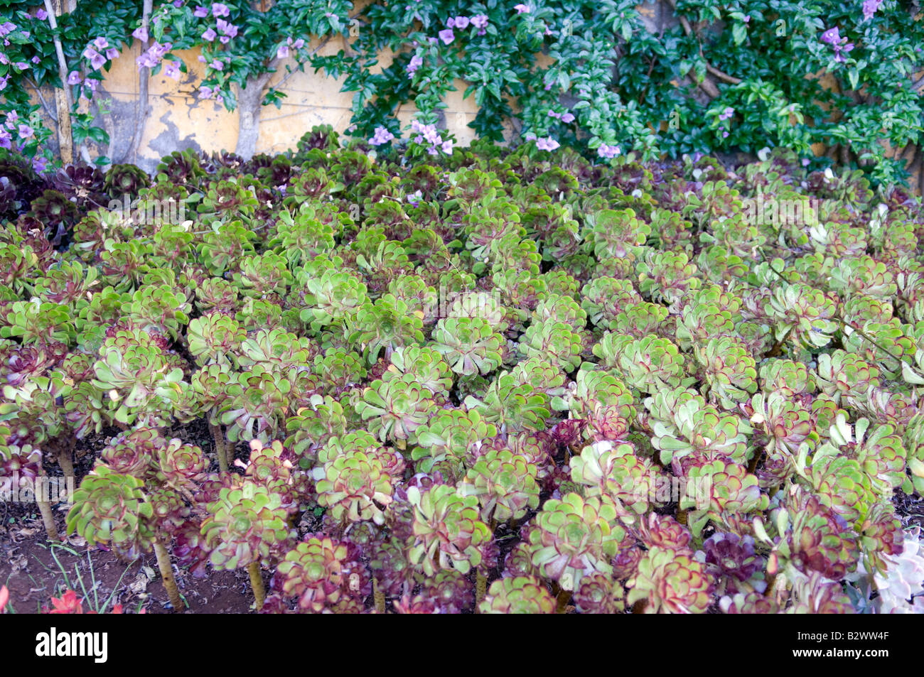 Pulvinata Echevria (plush pianta) Foto Stock