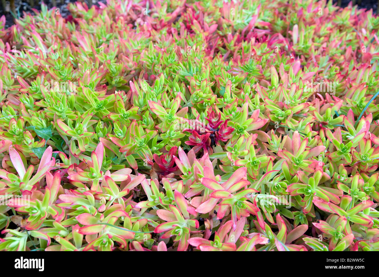 Crassula Piante succulente | Dicotiledoni "fiamma" Foto Stock