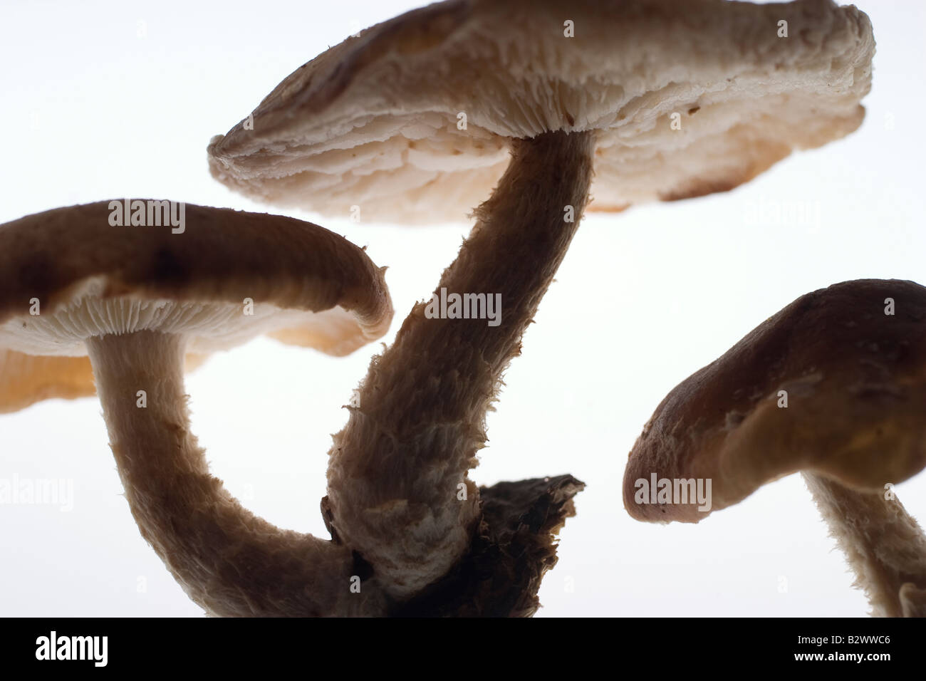 Primo piano di tre funghi shiitake con terreno di coltura ancora aggrappato alla base del gambo Foto Stock