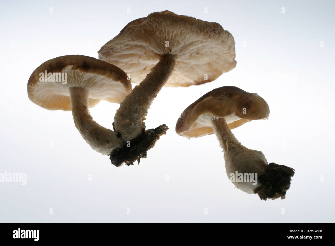 Tre funghi shiitake con mezzo di coltura ancora aggrappati alla base di steli Foto Stock