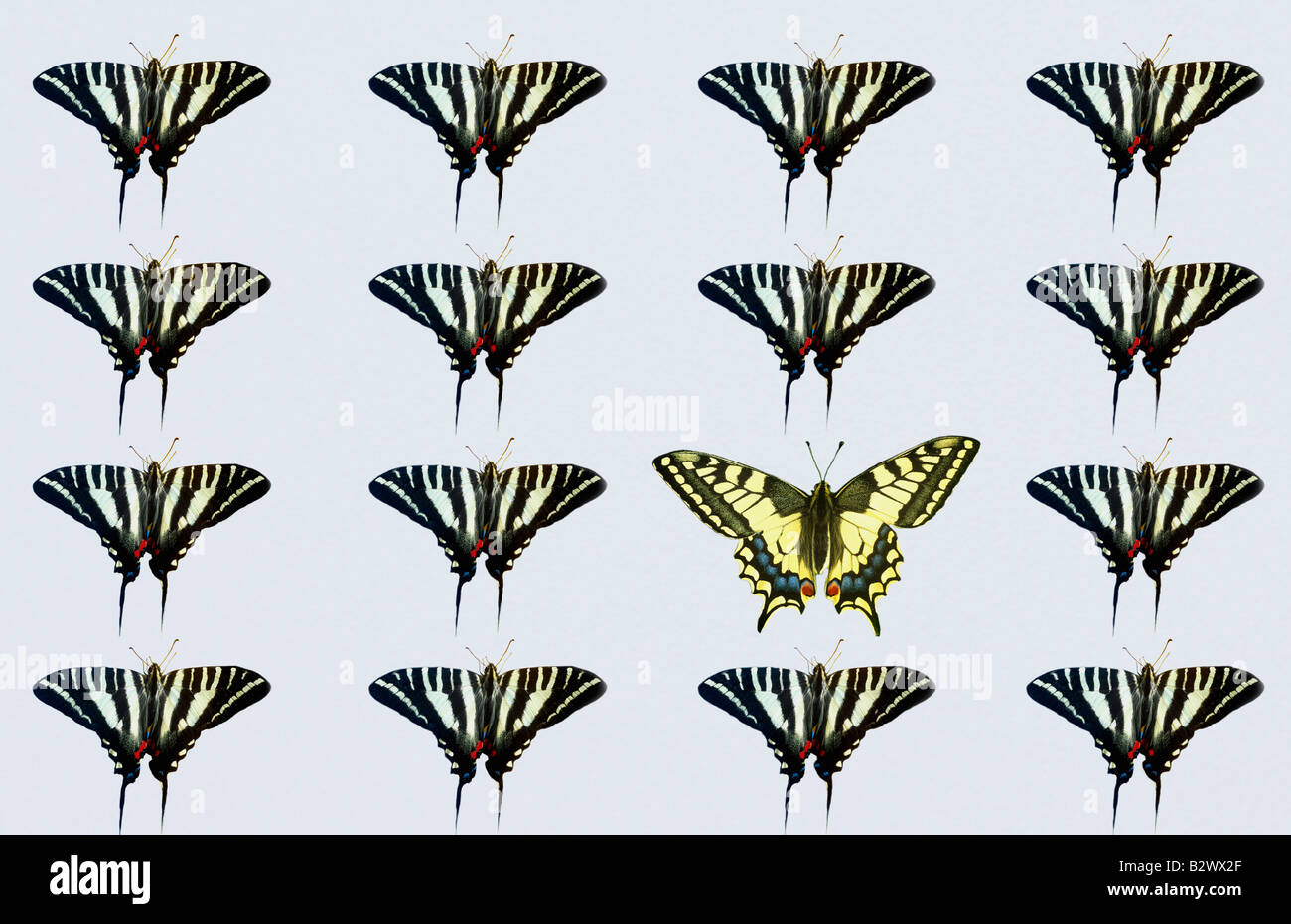 Collezione di farfalle Foto Stock