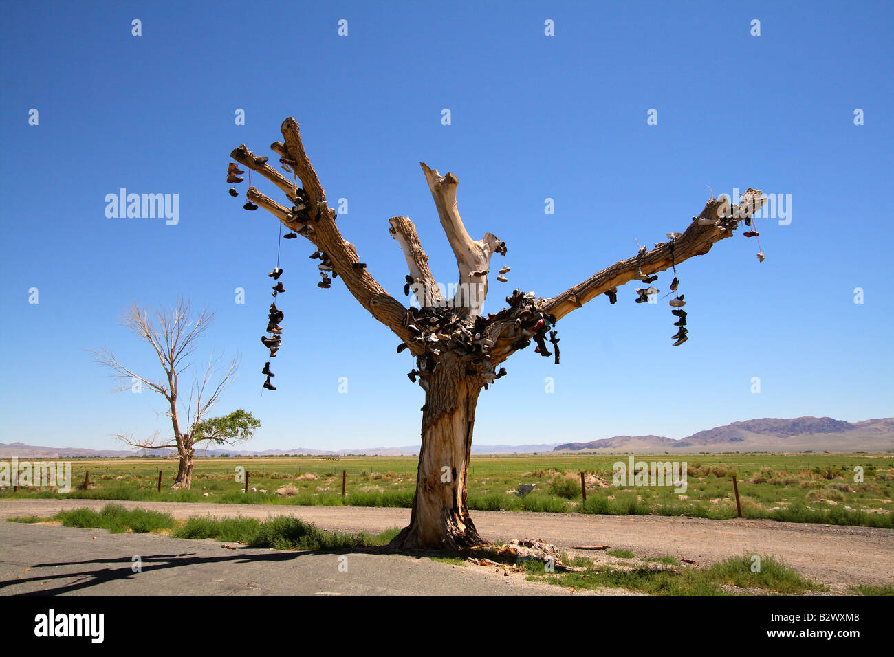 Albero del pattino Foto Stock