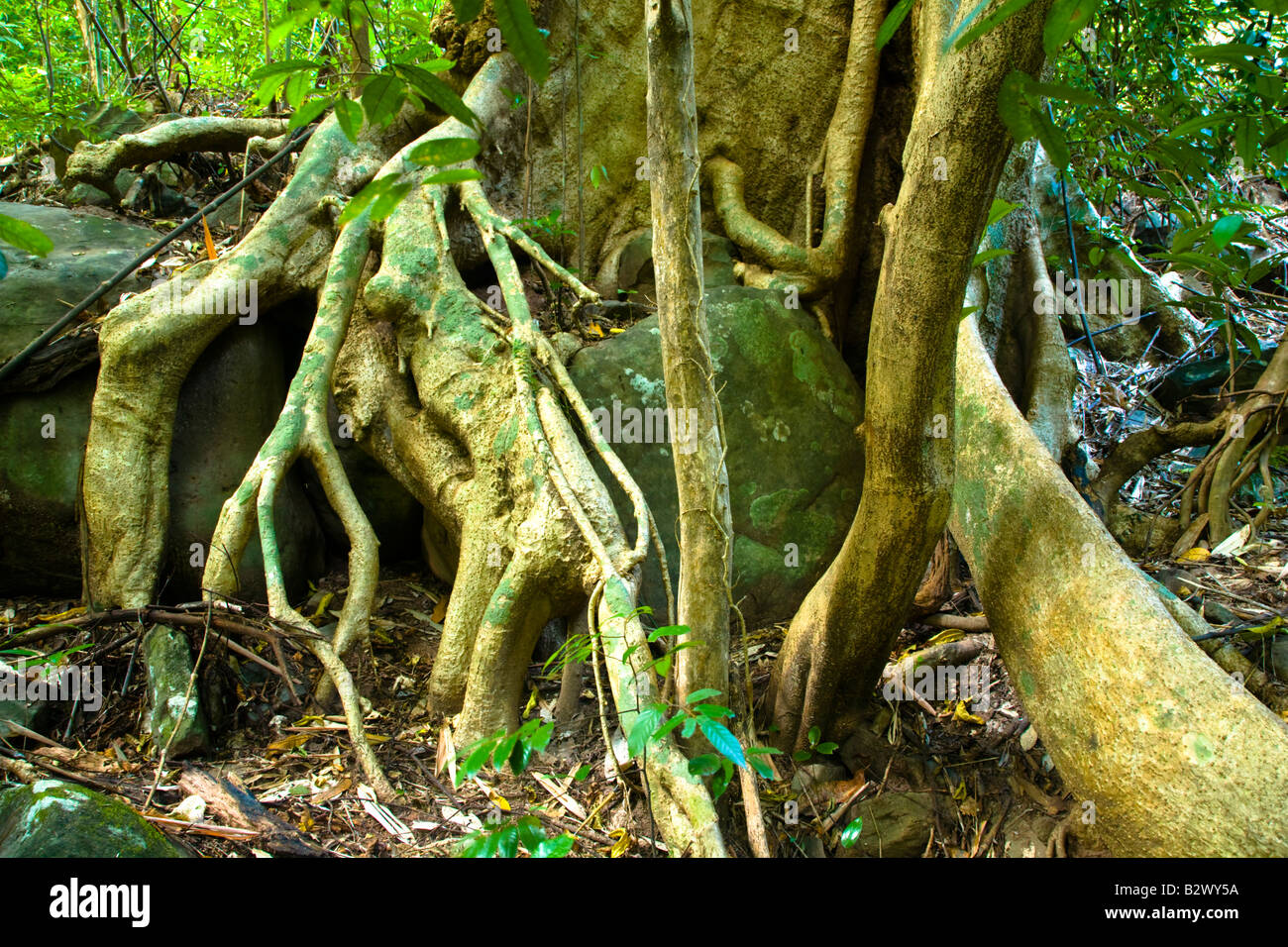 Laos Na Ban Hin tipici alberi nativi e vegetazione di boschi nella giungla vicino a Na Ban Hin in Laos Foto Stock