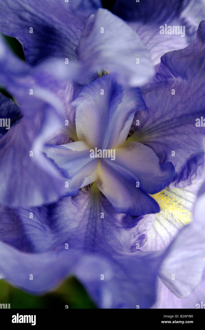 Una morbida viola-blu iris sbocciare dal di sopra. Foto Stock