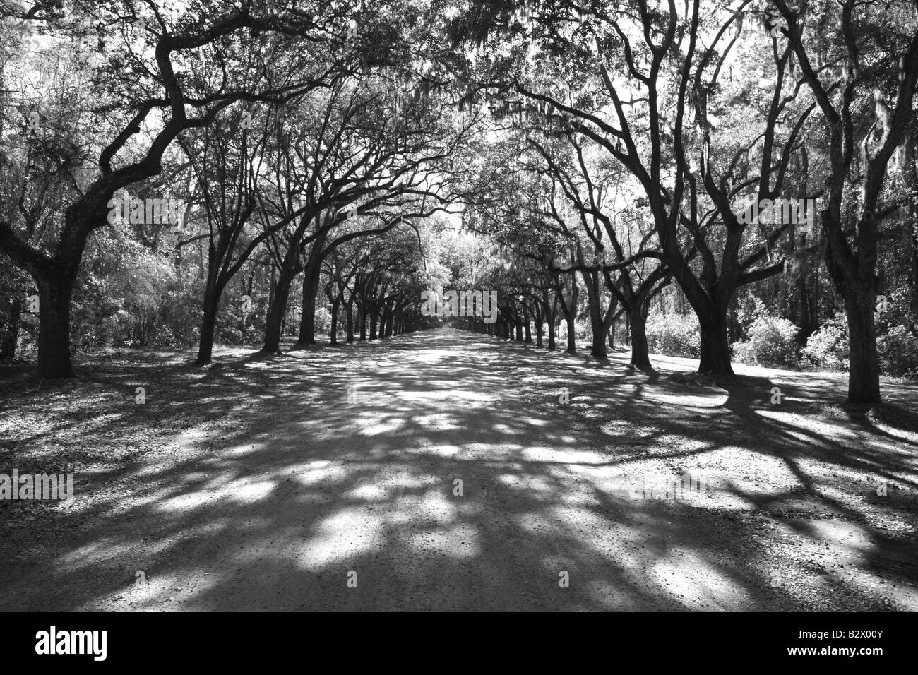 Strada a Wormsloe Plantation vicino a Savannah in Georgia negli Stati Uniti Foto Stock