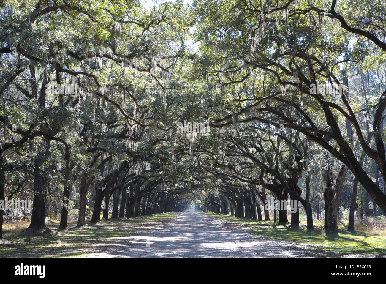 LIVE OAK strada alberata a Wormsloe Plantation vicino alla città di Savannah in Georgia negli Stati Uniti Foto Stock