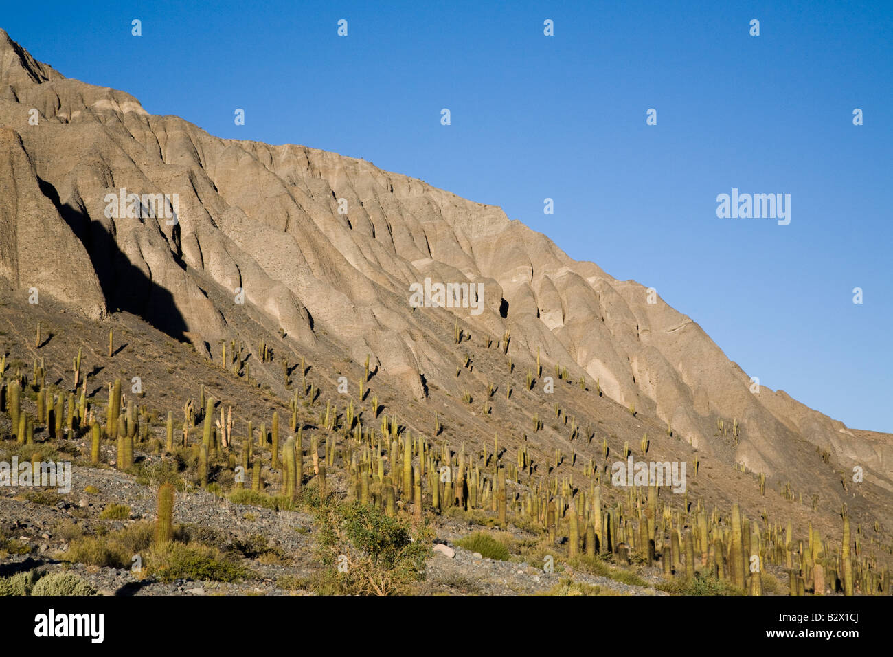 Cactus, Provincia di Salta, Argentina Foto Stock